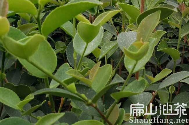 贛州8800畝油茶苗種植育苗標(biāo)準(zhǔn)基地畝產(chǎn)100多斤油