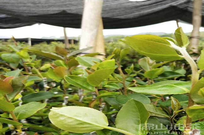 尤溪油茶苗育苗
