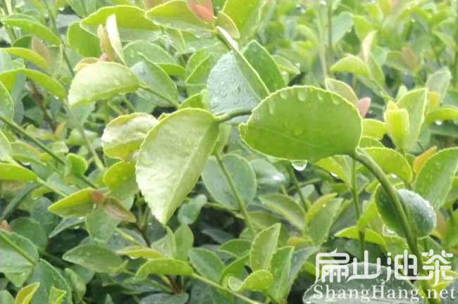 新余高產(chǎn)油茶苗
