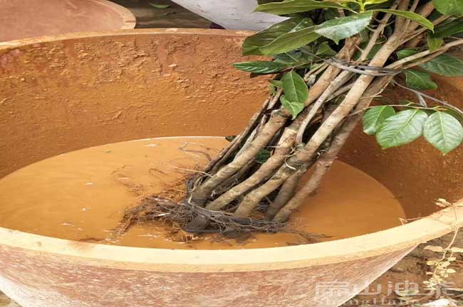 油茶種植方法