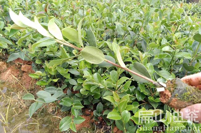 上饒良種油茶樹苗