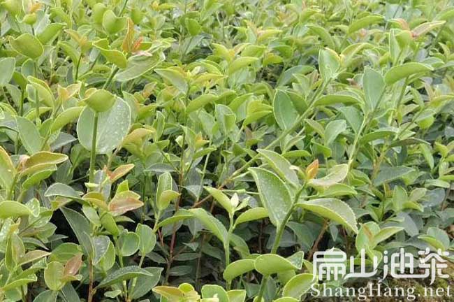 廣西油茶苗批發(fā)