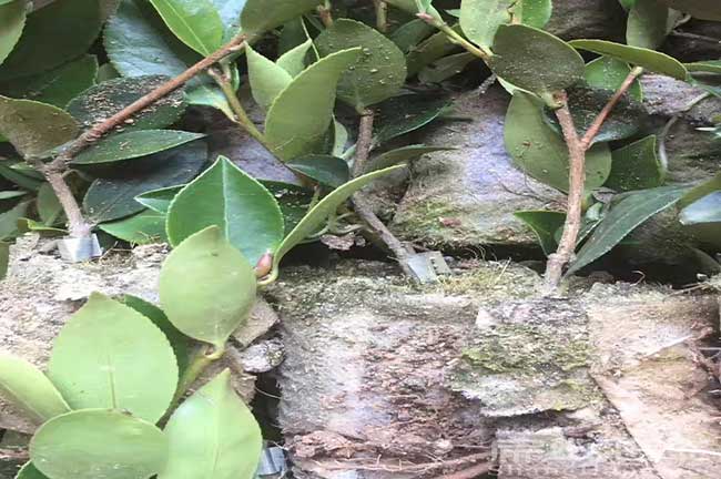湖南油茶基地