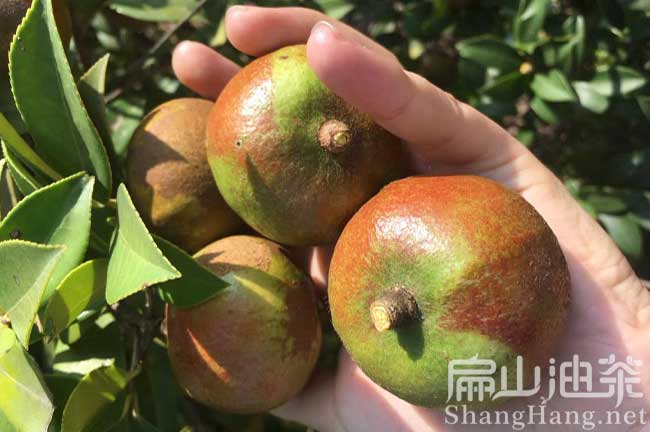 龍巖茶籽收購
