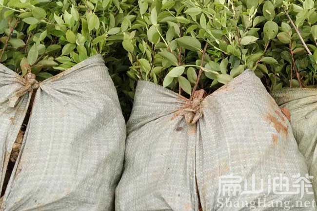 泉州油茶苗批發(fā)