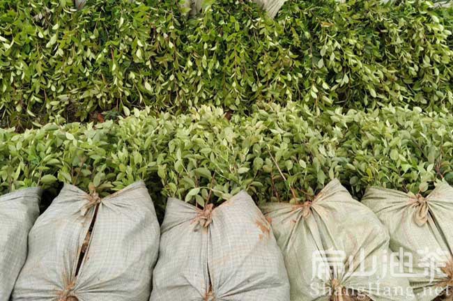 油茶種植技術(shù)視屏