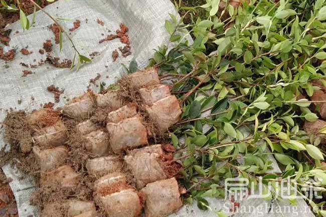 廈門杯苗批發(fā)