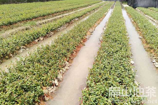 龍巖油茶苗合作社