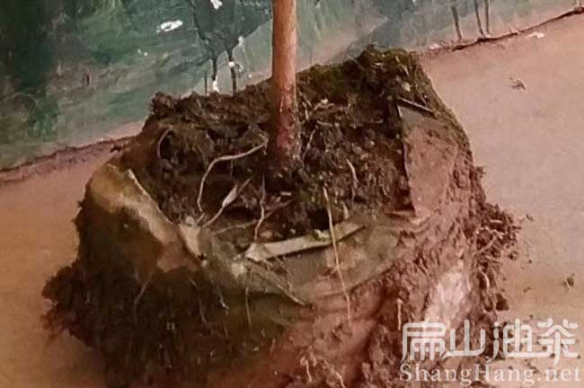 福建容器苗