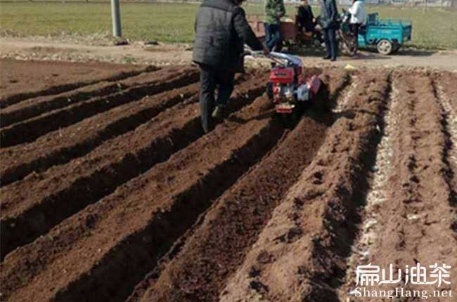 三明油茶苗培育
