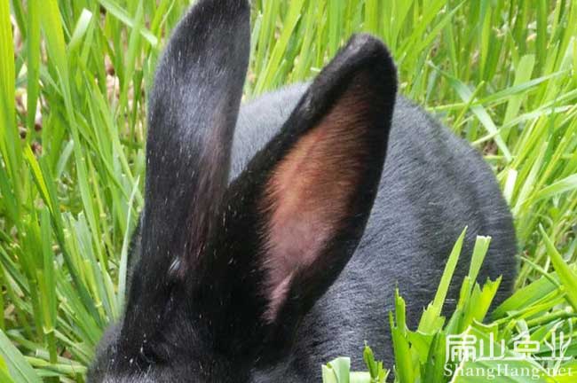 龍巖烏兔養(yǎng)殖