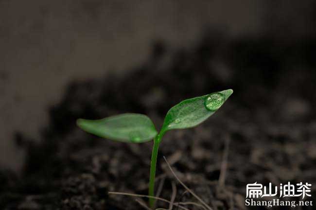 茶樹苗種植土質(zhì)