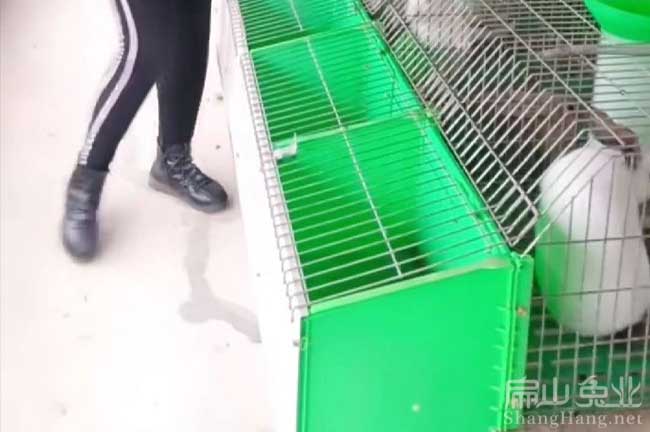 三明大白兔