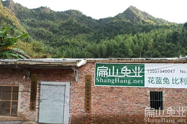 廈門養(yǎng)兔