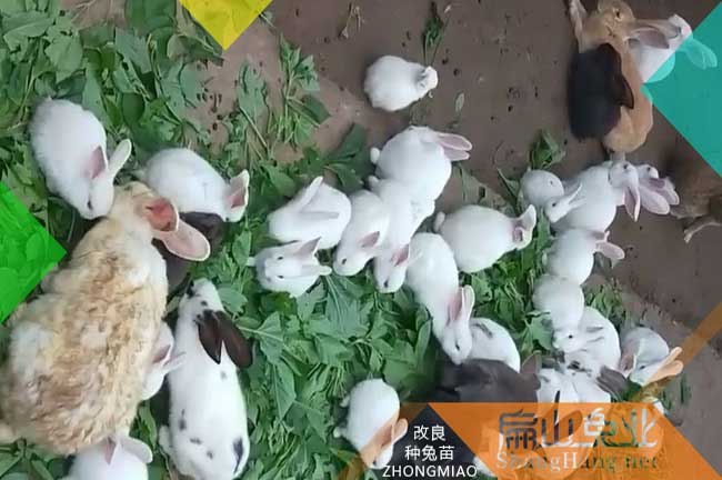 福建草兔養(yǎng)殖