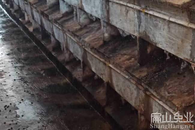 上杭花兔養(yǎng)殖