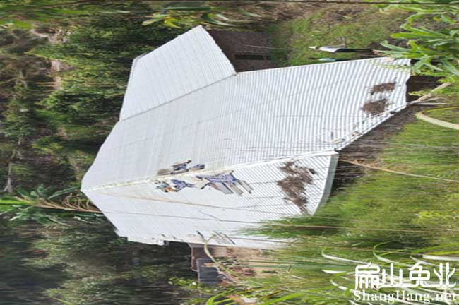 福建竹鼠養(yǎng)殖場(chǎng)