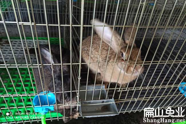 龍巖黃毛兔養(yǎng)殖