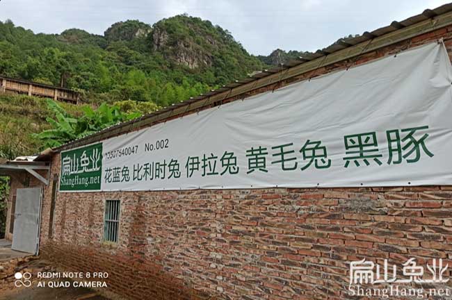 龍巖伊拉兔養(yǎng)殖