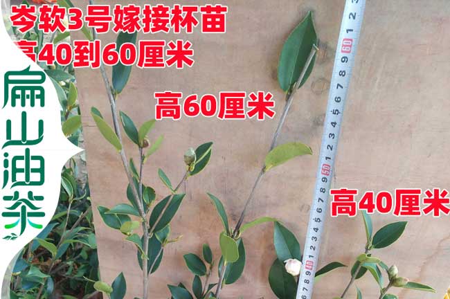 3年嫁接油茶苗
