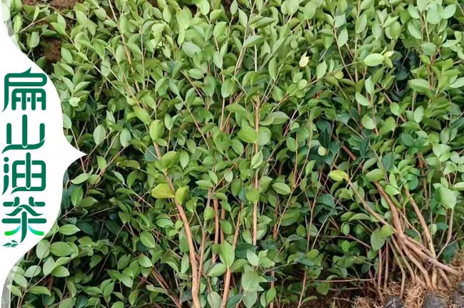 福建老茶籽樹