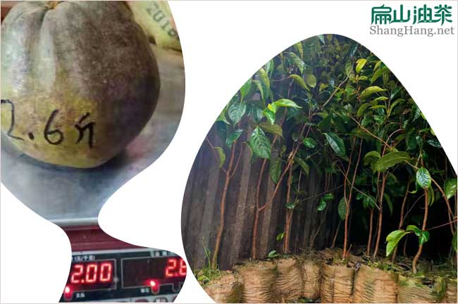 廣西大果油茶苗