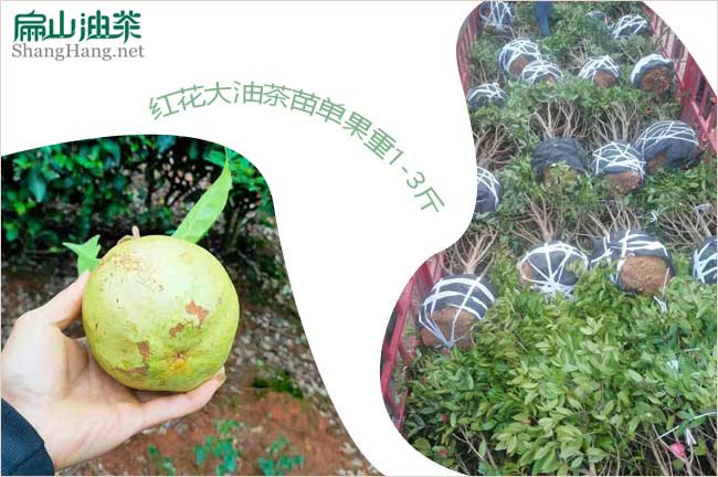 廣西紅花大果油茶苗
