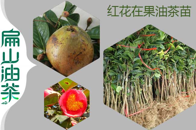 湖南油茶苗品種