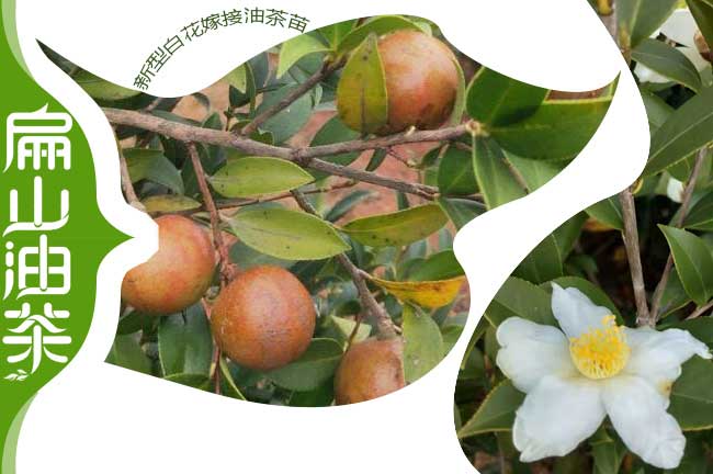 白花中小果油茶樹苗