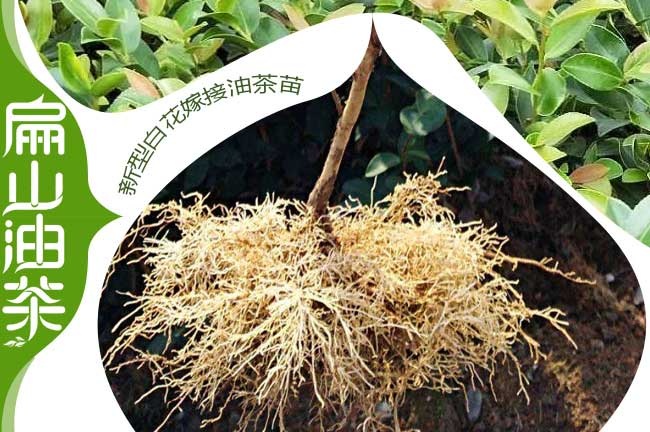 長(zhǎng)林53號(hào)油茶苗