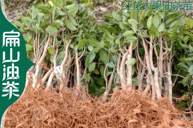 紅花大果裸根苗