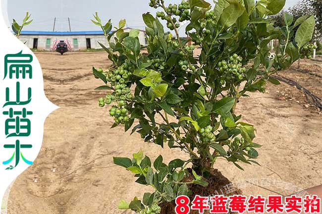 油茶施肥時間