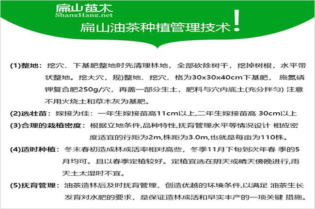 油茶種植技術(shù)