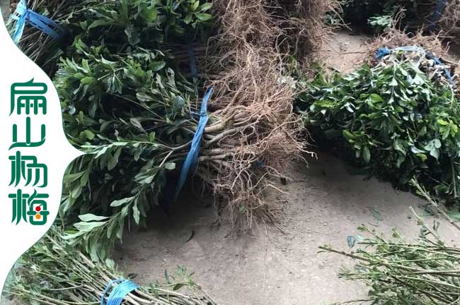 云南2年楊梅裸根苗