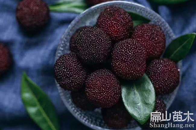 達(dá)州大黑炭楊梅苗