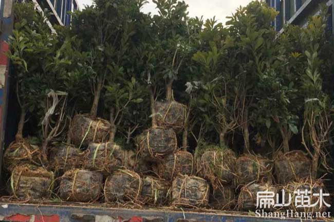 阿壩水晶楊梅苗