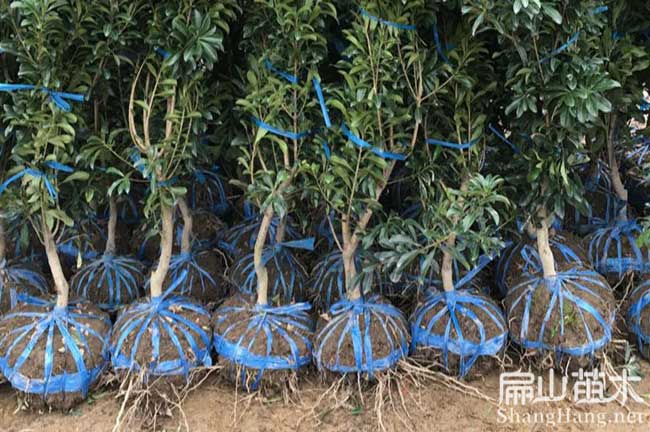 阿壩東魁楊梅苗
