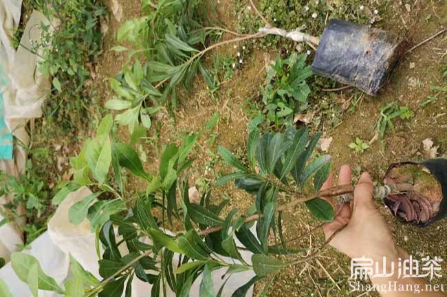 宜春楊梅種植
