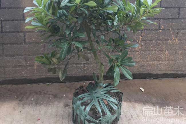 涪陵?yáng)|魁楊梅苗