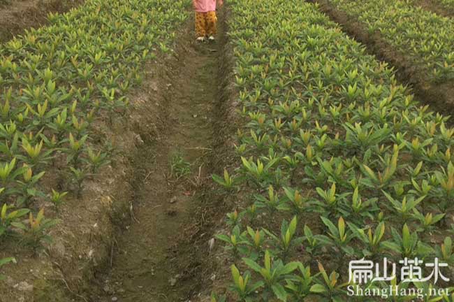 平安楊梅苗培育