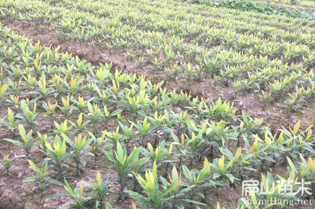長壽東魁楊梅苗