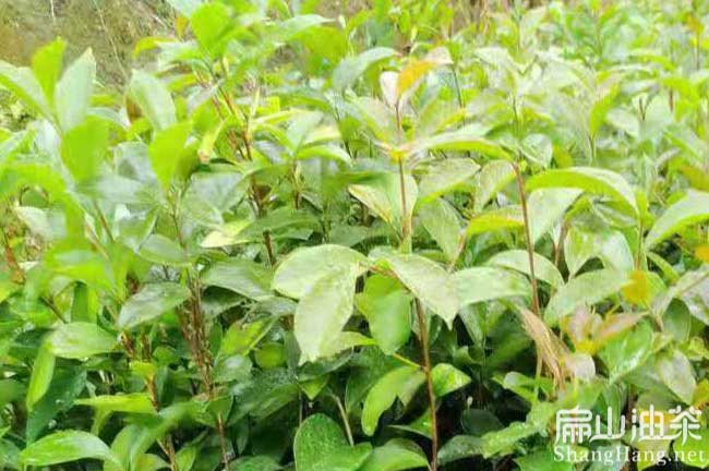 馬鞍山油茶基地 馬鞍山油茶基地
