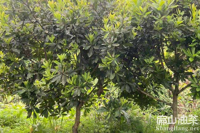 畢節(jié)楊梅苗批發(fā)價(jià)格多少錢(qián)一顆 B畢節(jié)楊梅苗批發(fā)-扁山油茶