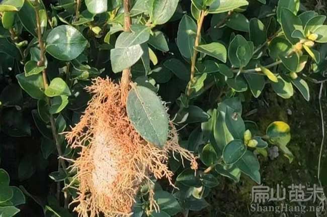 巴中油茶苗批發(fā)