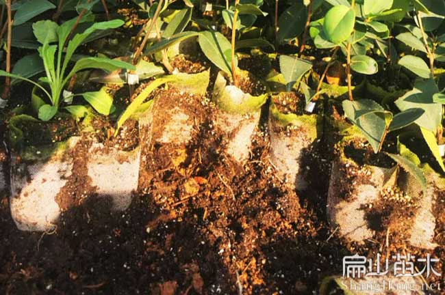 新溪油茶苗批發(fā)