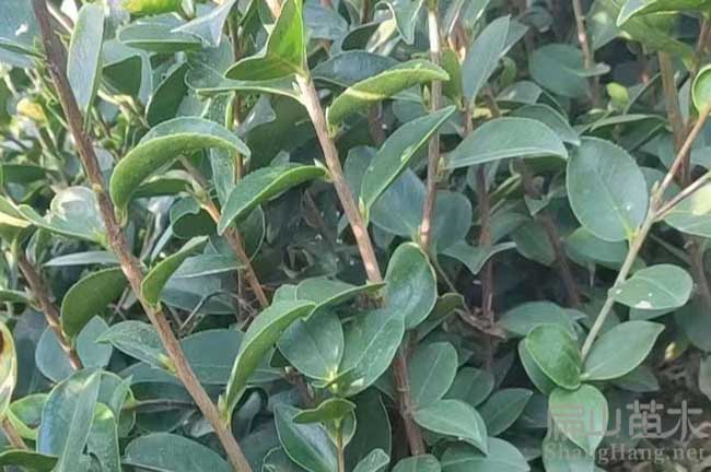 新余油茶苗批發(fā)