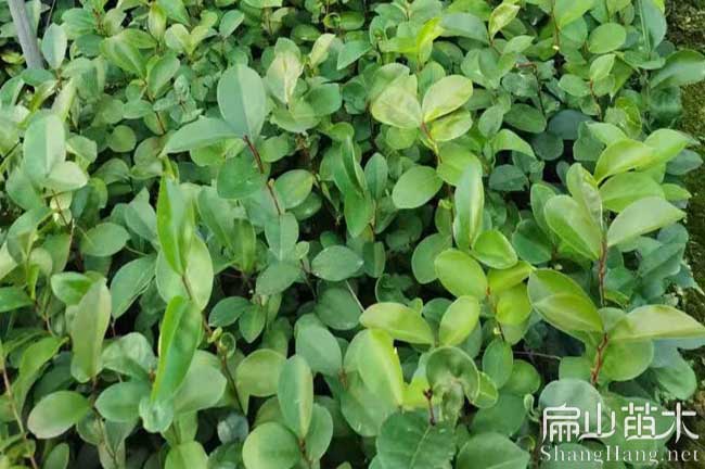 福建茶葉苗培育