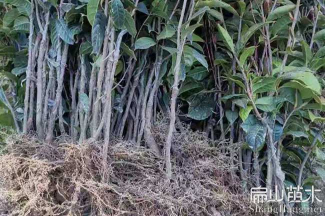 良慶紅花大果油茶苗