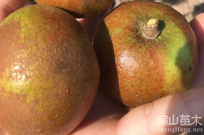 巴中油茶種植