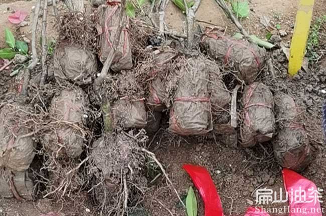 儋州沃柑苗批發(fā)